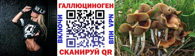 Галлюциногенные грибы Psilocybe  купить закладку  Партизанск 